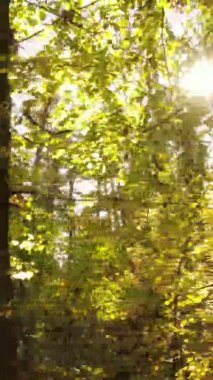 Ukrayna 'da bir sonbahar gününde bir orman manzarasının dikey videosu