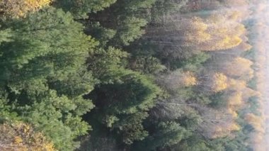 Ukrayna 'da bir sonbahar gününde bir orman manzarasının dikey videosu