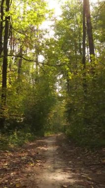 Ukrayna 'da bir sonbahar gününde bir orman manzarasının dikey videosu