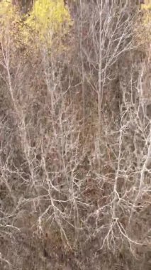 Ukrayna 'da bir sonbahar gününde bir orman manzarasının dikey videosu
