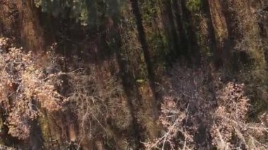 Ukrayna 'da bir sonbahar gününde bir orman manzarasının dikey videosu