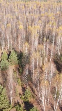 Ukrayna 'da bir sonbahar gününde bir orman manzarasının dikey videosu