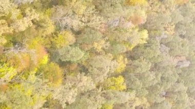 Ukrayna 'da bir sonbahar gününde bir orman manzarasının dikey videosu