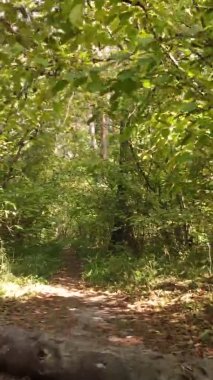 Ukrayna 'da bir sonbahar gününde bir orman manzarasının dikey videosu