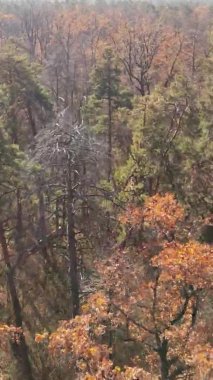 Ukrayna 'da bir sonbahar gününde bir orman manzarasının dikey videosu