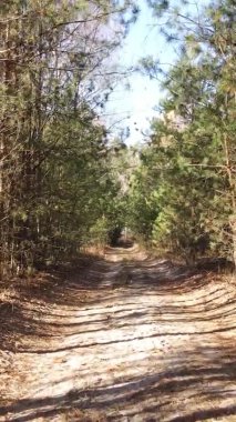 Ukrayna 'da bir sonbahar gününde bir orman manzarasının dikey videosu