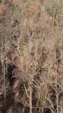 Ukrayna 'da bir sonbahar gününde bir orman manzarasının dikey videosu