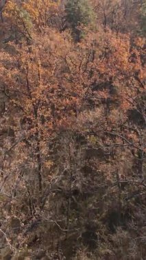 Ukrayna 'da bir sonbahar gününde bir orman manzarasının dikey videosu