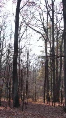 Ukrayna 'da bir sonbahar gününde bir orman manzarasının dikey videosu