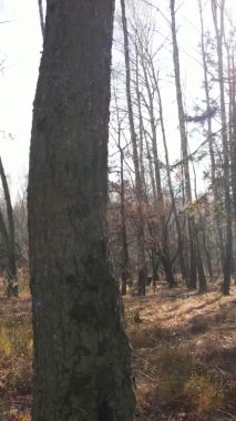 Ukrayna 'da bir sonbahar gününde bir orman manzarasının dikey videosu