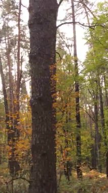 Ukrayna 'da bir sonbahar gününde bir orman manzarasının dikey videosu