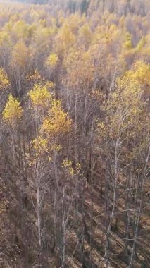 Ukrayna 'da bir sonbahar gününde bir orman manzarasının dikey videosu