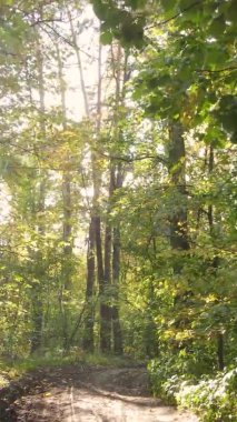 Ukrayna 'da bir sonbahar gününde bir orman manzarasının dikey videosu