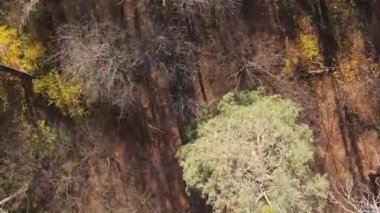 Ukrayna 'da bir sonbahar gününde bir orman manzarasının dikey videosu