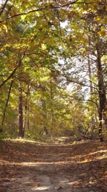 Ukrayna 'da bir sonbahar gününde bir orman manzarasının dikey videosu