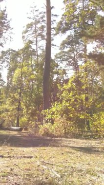 Ukrayna 'da bir sonbahar gününde bir orman manzarasının dikey videosu