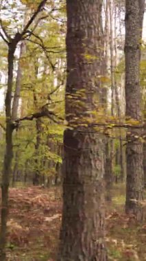 Ukrayna 'da bir sonbahar gününde bir orman manzarasının dikey videosu