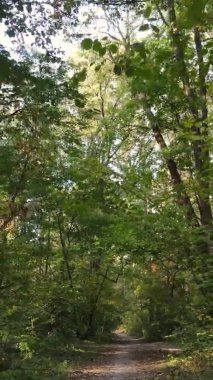 Ukrayna 'da bir sonbahar gününde bir orman manzarasının dikey videosu