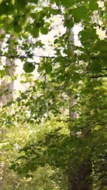 Ukrayna 'da bir sonbahar gününde bir orman manzarasının dikey videosu