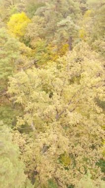 Ukrayna 'da bir sonbahar gününde bir orman manzarasının dikey videosu