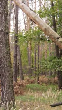 Ukrayna 'da bir sonbahar gününde bir orman manzarasının dikey videosu