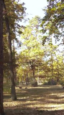 Ukrayna 'da bir sonbahar gününde bir orman manzarasının dikey videosu