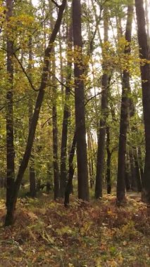 Ukrayna 'da bir sonbahar gününde bir orman manzarasının dikey videosu