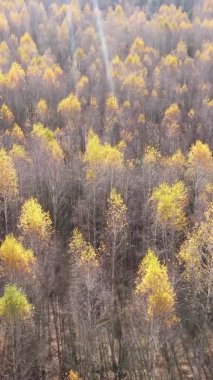 Ukrayna 'da bir sonbahar gününde bir orman manzarasının dikey videosu