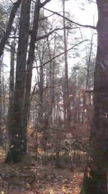 Ukrayna 'da bir sonbahar gününde bir orman manzarasının dikey videosu