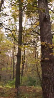 Ukrayna 'da bir sonbahar gününde bir orman manzarasının dikey videosu