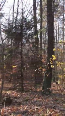 Ukrayna 'da bir sonbahar gününde bir orman manzarasının dikey videosu