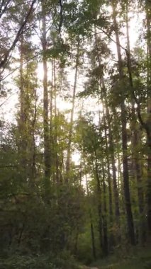 Ukrayna 'da bir sonbahar gününde bir orman manzarasının dikey videosu