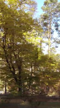 Ukrayna 'da bir sonbahar gününde bir orman manzarasının dikey videosu