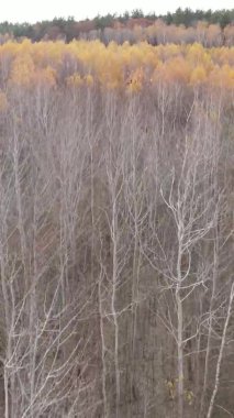 Ukrayna 'da bir sonbahar gününde bir orman manzarasının dikey videosu