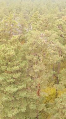 Ukrayna 'da bir sonbahar gününde bir orman manzarasının dikey videosu