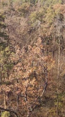 Ukrayna 'da bir sonbahar gününde bir orman manzarasının dikey videosu