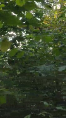 Ukrayna 'da bir sonbahar gününde bir orman manzarasının dikey videosu