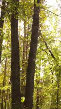 Ukrayna 'da bir sonbahar gününde bir orman manzarasının dikey videosu