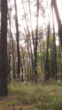 Ukrayna 'da bir sonbahar gününde bir orman manzarasının dikey videosu