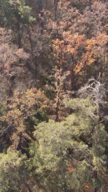 Ukrayna 'da bir sonbahar gününde bir orman manzarasının dikey videosu