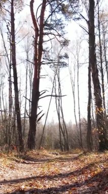Ukrayna 'da bir sonbahar gününde bir orman manzarasının dikey videosu