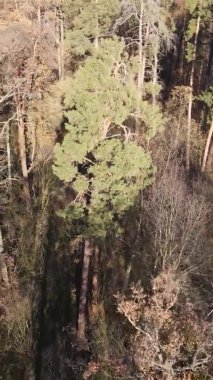 Ukrayna 'da bir sonbahar gününde bir orman manzarasının dikey videosu