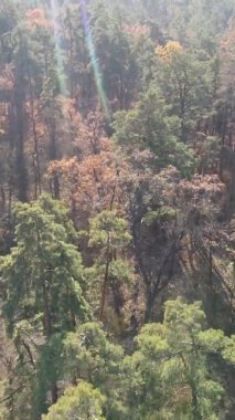 Ukrayna 'da bir sonbahar gününde bir orman manzarasının dikey videosu