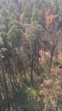 Ukrayna 'da bir sonbahar gününde bir orman manzarasının dikey videosu