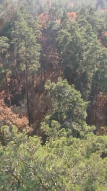 Ukrayna 'da bir sonbahar gününde bir orman manzarasının dikey videosu