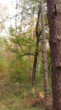 Ukrayna 'da bir sonbahar gününde bir orman manzarasının dikey videosu