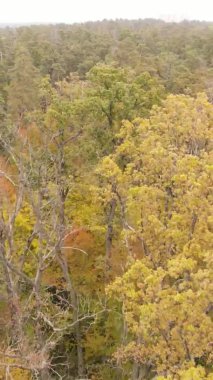 Ukrayna 'da bir sonbahar gününde bir orman manzarasının dikey videosu
