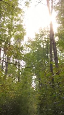 Ukrayna 'da bir sonbahar gününde bir orman manzarasının dikey videosu