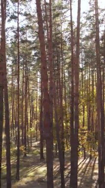 Ukrayna 'da bir sonbahar gününde bir orman manzarasının dikey videosu