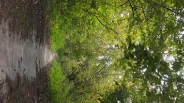 Ukrayna 'da bir sonbahar gününde bir orman manzarasının dikey videosu